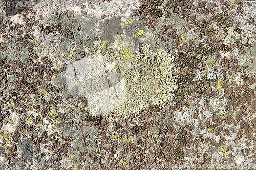 Image of Lichen