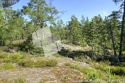 Image of Landscape