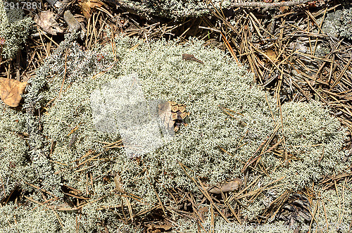 Image of Lichen