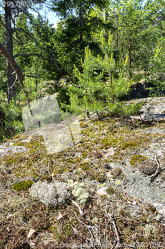 Image of Seedling