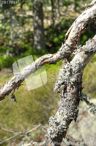 Image of Branches