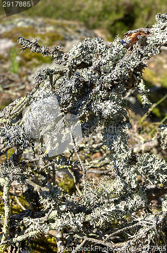 Image of Branches