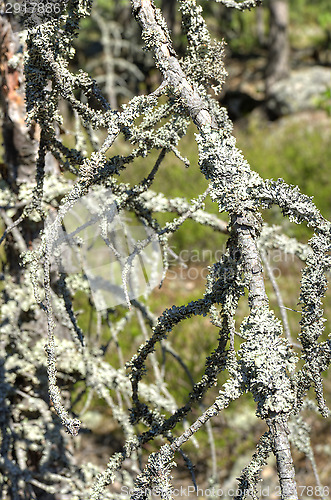 Image of Branches