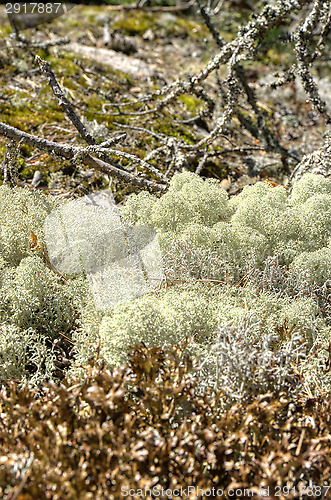 Image of Lichen