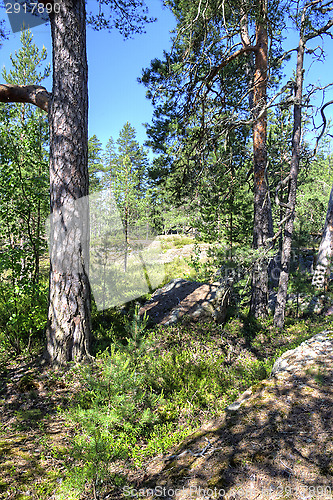 Image of Forest