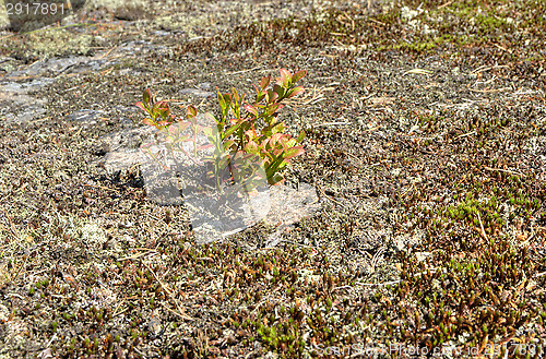 Image of Twig