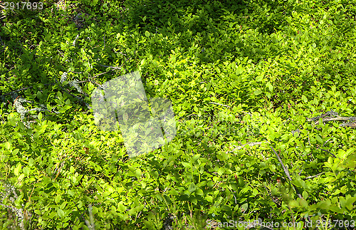 Image of Green twigs