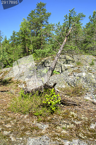 Image of Pine tree