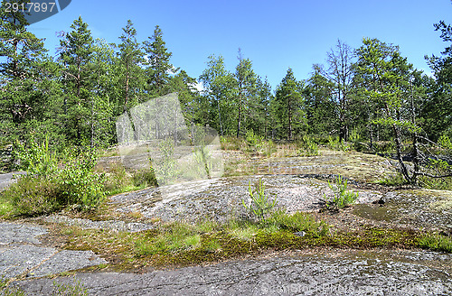 Image of Forest