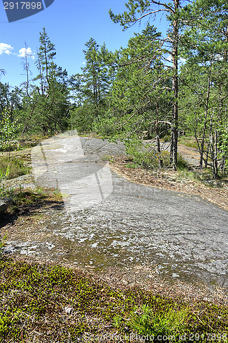 Image of Forest
