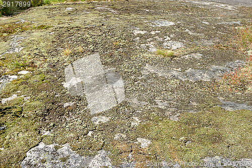 Image of Moss