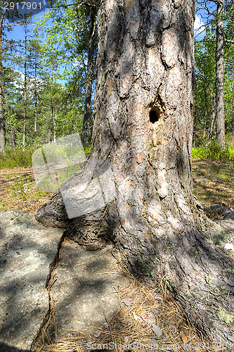 Image of Hole in the tree