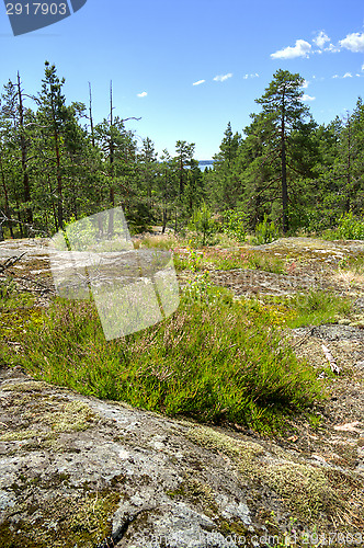 Image of Forest