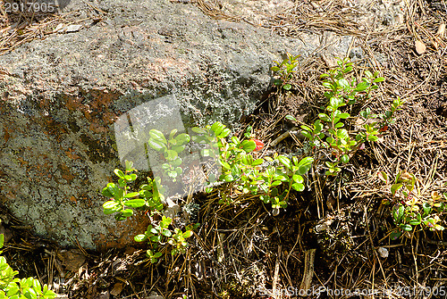 Image of Lingonberry