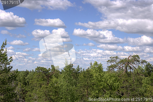 Image of Forest