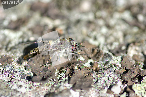 Image of Gadfly