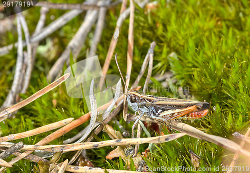 Image of Grasshopper