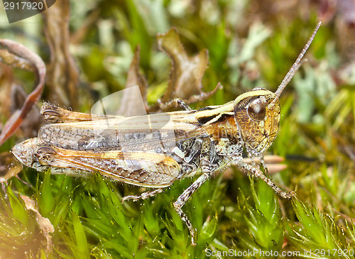 Image of Grasshopper