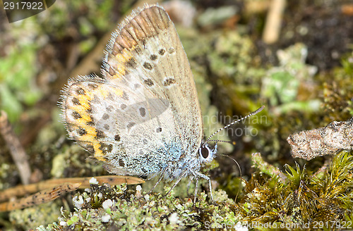 Image of Butterfly