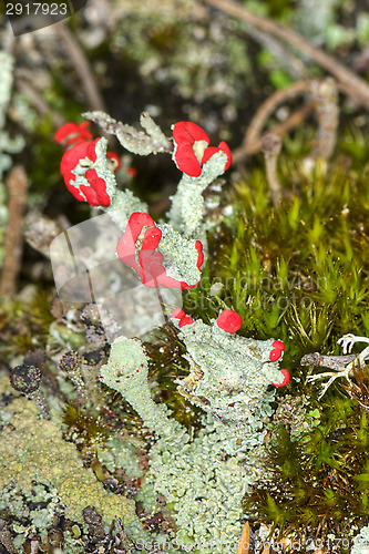 Image of Lichen