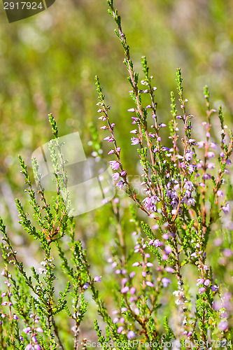 Image of Heather