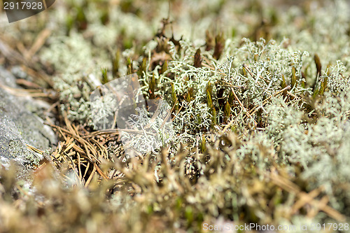 Image of Lichen