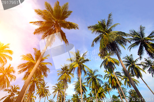 Image of Palm tree and sunset