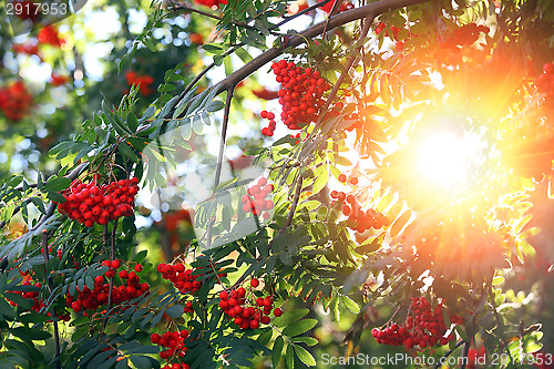 Image of Rowanberries close up