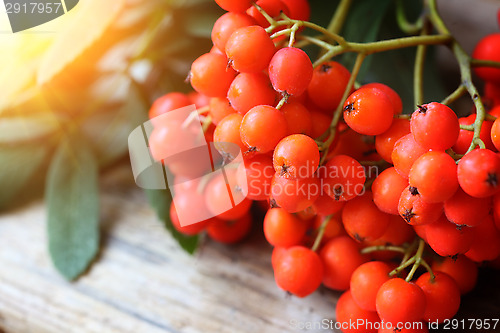 Image of Rowanberries close up