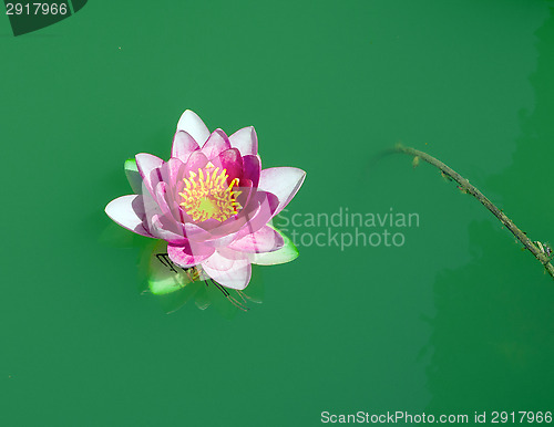 Image of lotus
