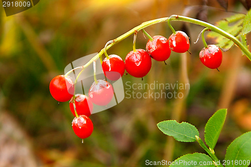 Image of Lily of the valley