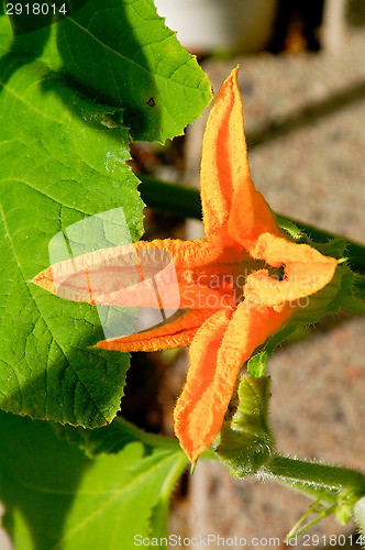 Image of Pumpkin blossom