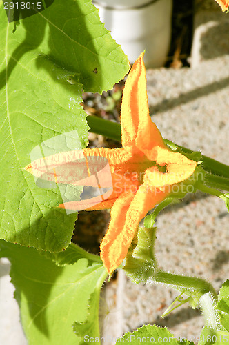 Image of Pumpkin blossom