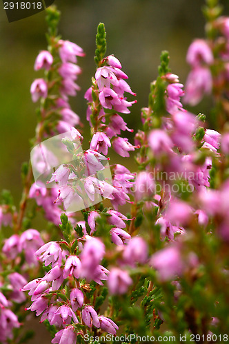 Image of Heather