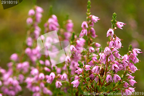 Image of Heather