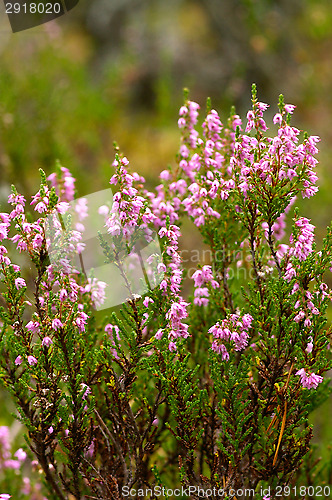 Image of Heather