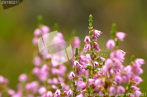 Image of Heather