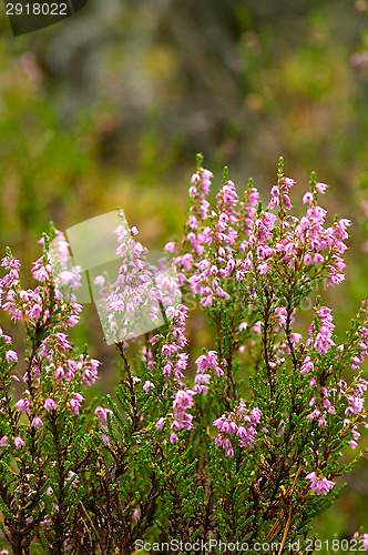 Image of Heather