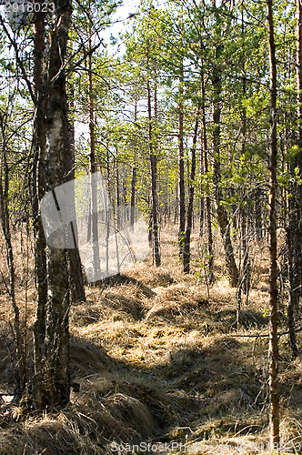 Image of Wetland