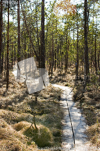 Image of Wetland