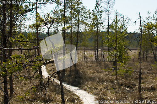 Image of Wetland