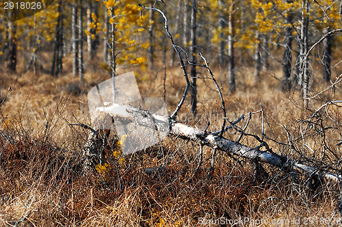 Image of Wetland