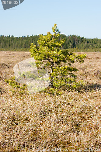 Image of Fir-tree