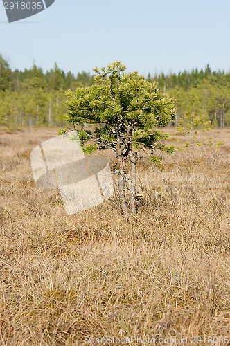 Image of Swamp