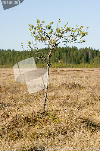 Image of Wetland