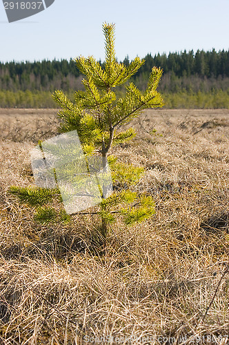 Image of Fir-tree