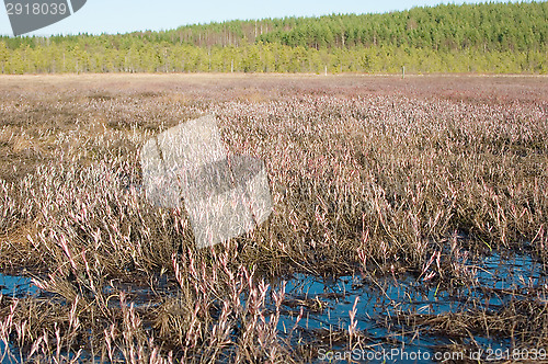 Image of Wetland