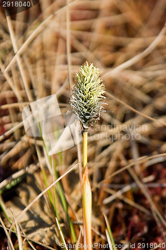 Image of Swamp plant