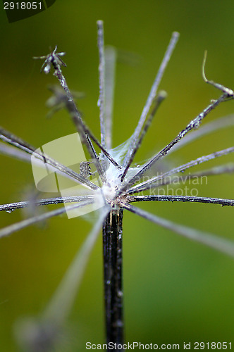 Image of Withered