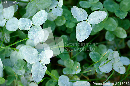Image of Clover